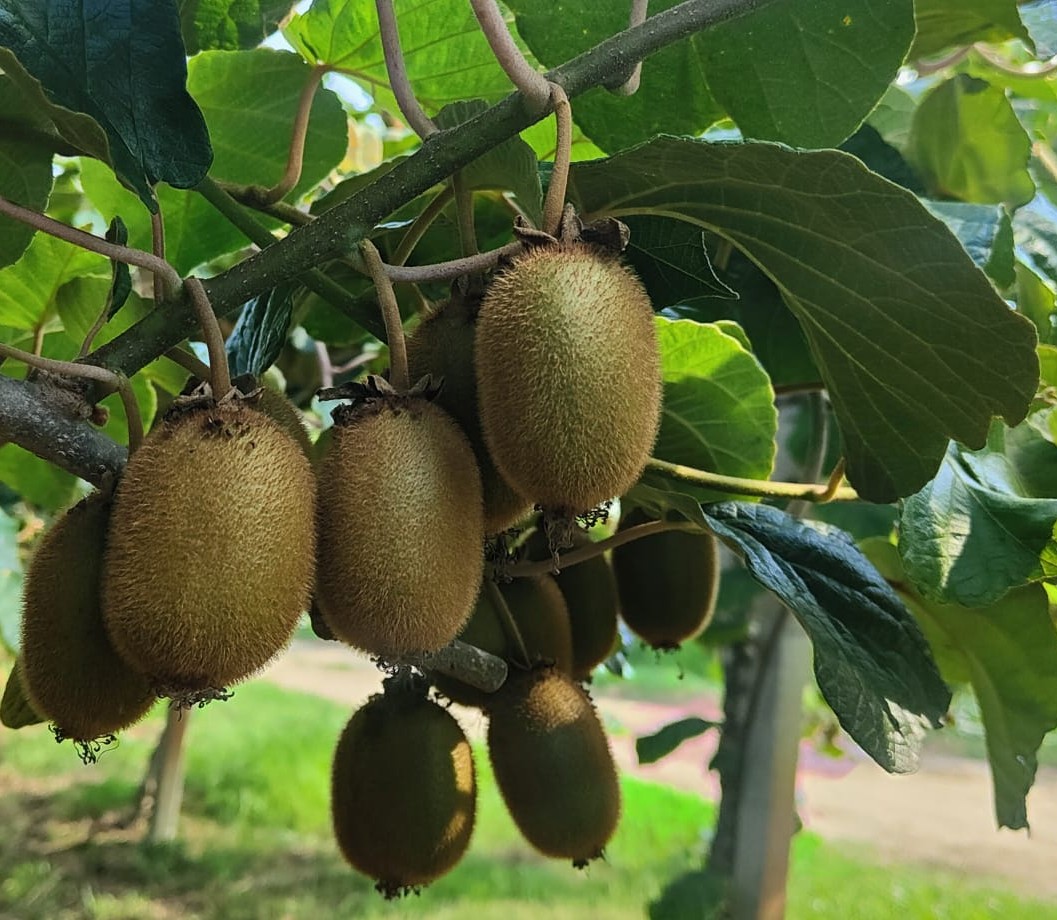 Kiwi
